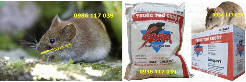 Chuyên diệt chuột tận gốc tại hcm – chuyen diet chuot tan goc tan goc tai hcm