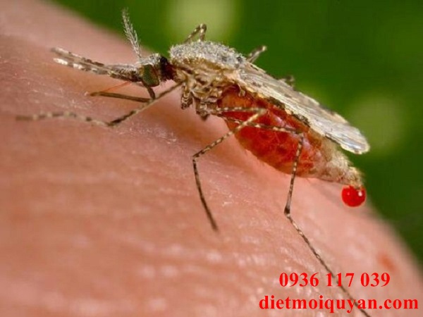 Công Ty nhận Phun thuốc muỗi Tại kcn Sống thần 1