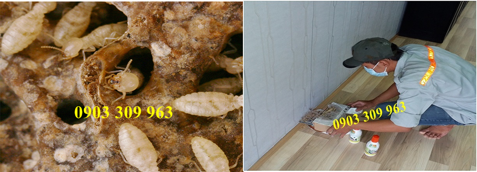 Dịch vụ diệt mối chuyên nghiệp tại nhà ở quận 5