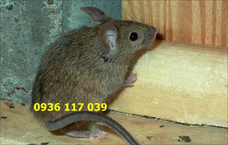 Nhận diệt chuột tại nhà hàng, quán ăn ở tphcm – nhan diet chuot tai nha hang , quan an o tphcm