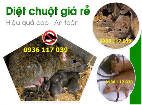 Công ty diệt chuột nhà ở tại quận Tân Bình