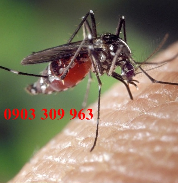 Công ty diệt muỗi chuyên nghiệp tại Hóc Môn