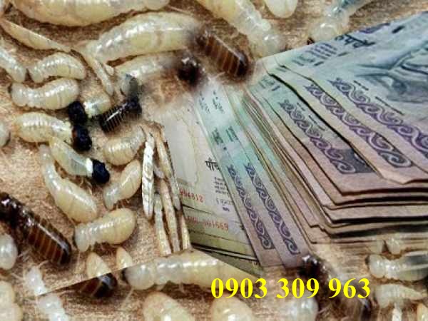 Dịch vụ diệt mối chuyên nghiệp tại nhà ở quận 5